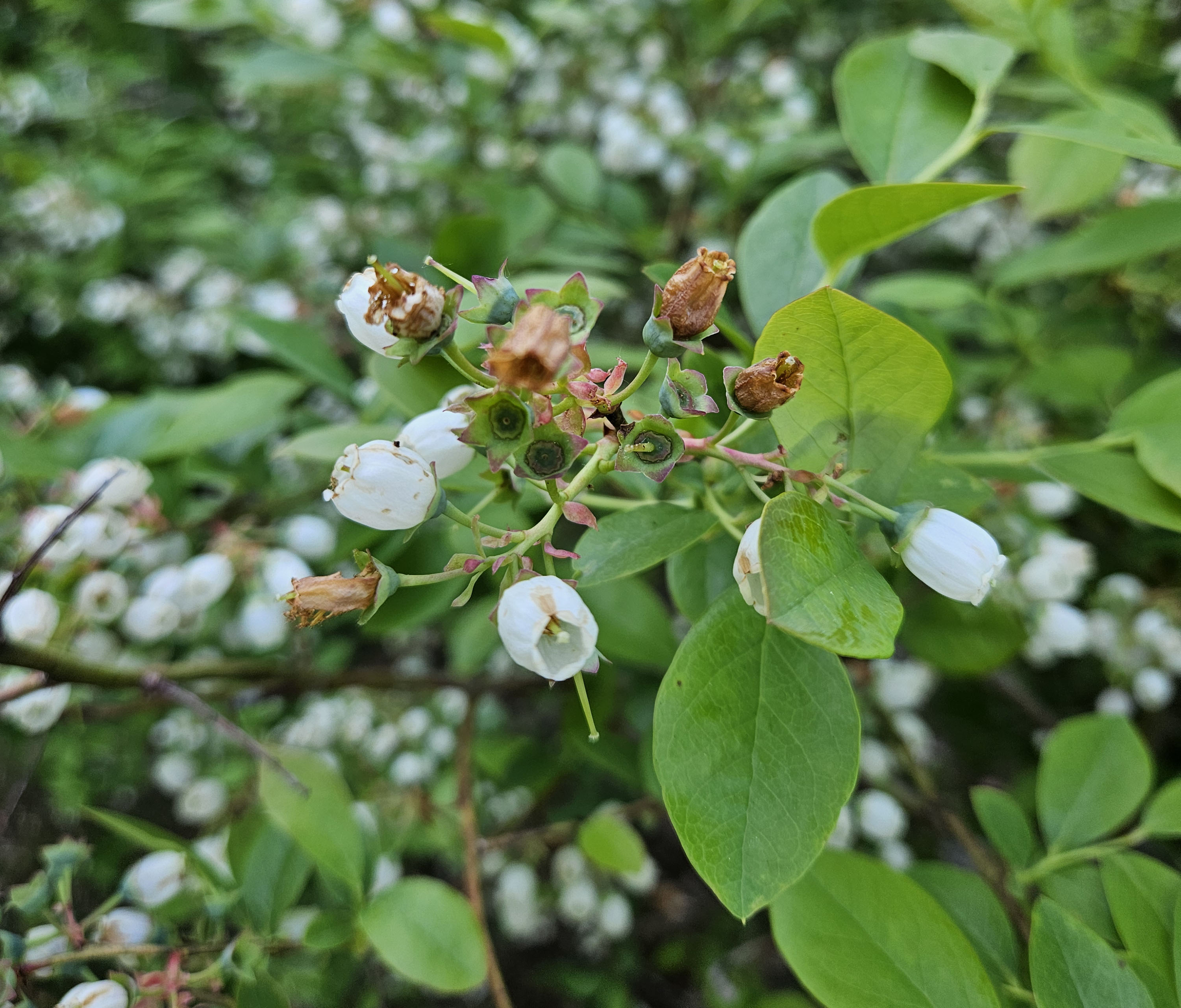 Blueberry flowers and fruitlets.